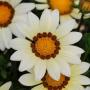 Seminte profesionale Gazania rigens - imagine 48972